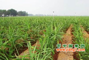 生姜种植技术解析：如何打造高品质生姜？