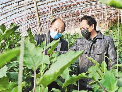大棚蔬菜种植技术员：揭秘高效农业的未来之星