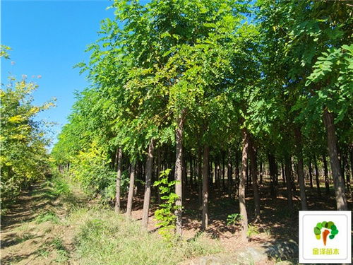 《香花槐病虫害诊断图鉴：揭秘春季园林常见问题》