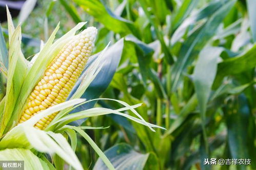 《玉米种植新篇章：揭秘高效益种植技术之谜》