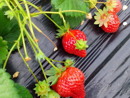 《草莓种植新篇章：揭秘高效种植方法与关键技术》