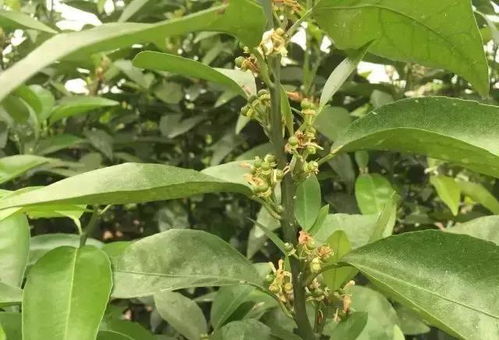 柑橘病虫害十二月管理指南：如何守护果园的“黄金果实”