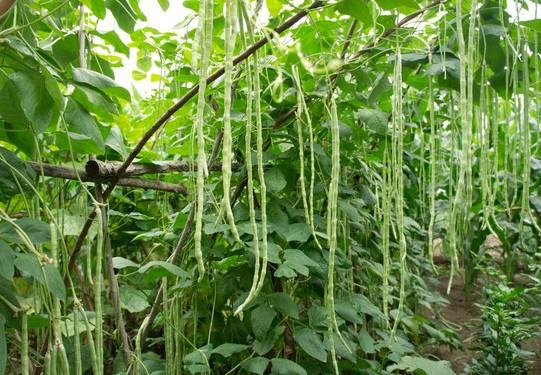 《豇豆种植技术揭秘：如何提升产量与品质？》