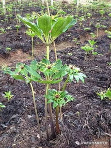 揭秘重楼种植奥秘：如何培育出优质重楼？