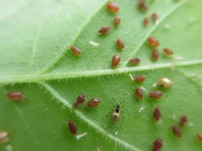 绿色护航：病虫害生物防治，农业可持续发展的新篇章
