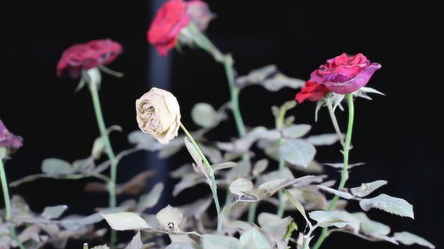 《月季花病虫害防治秘籍：如何用药才能“呵护”你的花海》