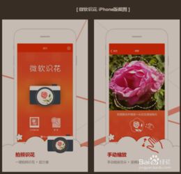 智能农业新助手：植物病虫害识别APP，守护您的绿色家园
