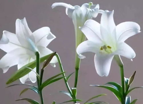 《百合病虫害防治：守护美丽花朵的秘密武器》