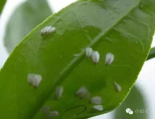 柑橘粉虱类病虫害防治：守护果实健康的绿色行动