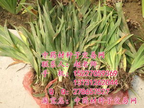 射干种植技术解析：如何提高产量与品质？
