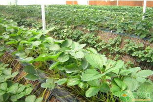 草莓苗期病虫害防治：揭秘草莓健康成长的守护秘籍