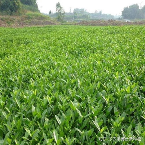 黄精种植技术揭秘：如何培育出高品质的“养生之宝”