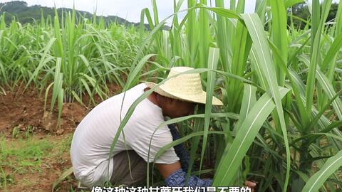 《甘蔗种植技术升级：如何让每一株甘蔗都绽放高效与绿色光芒？》