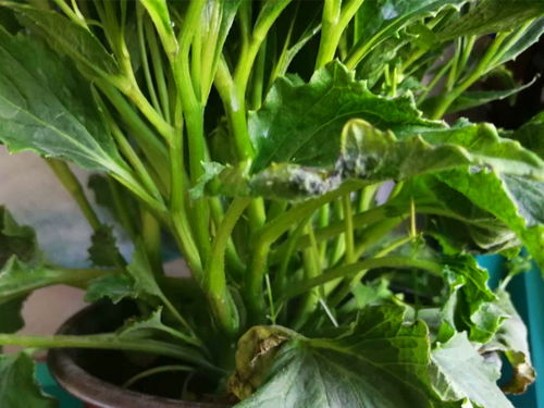 瓜叶菊病虫害困扰，如何轻松应对？
