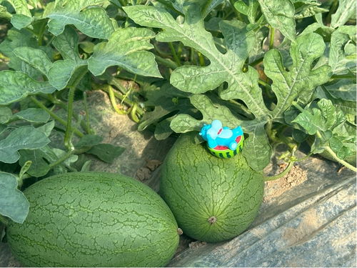 揭秘8424西瓜种植技术：如何打造高品质的夏日清凉果？