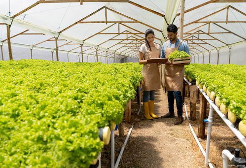 揭秘有机农业种植技术：如何让土地回归自然？