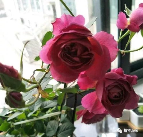 月季花开，美丽绽放——揭秘月季花种植秘籍