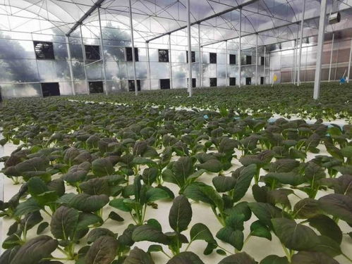 揭秘高效蔬菜种植技术，视频教程助你一“蔬”而成