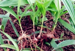 白芨种植技术揭秘：如何让“地黄”变“黄金”？