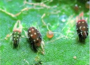 香樟树病虫害防治：揭秘植物健康的“护身符”