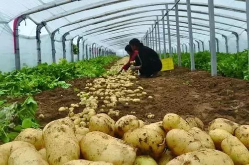 马铃薯种植技术革新：如何提升产量与品质？