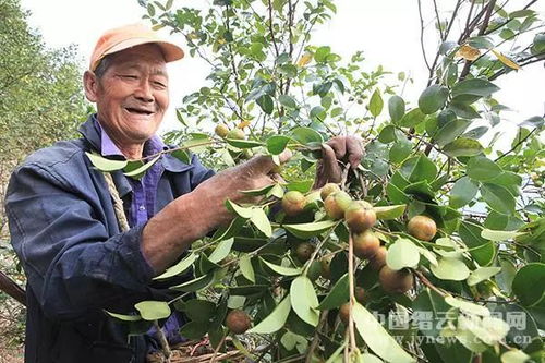 油茶病虫害防治：守护绿色财富的秘诀在哪里？