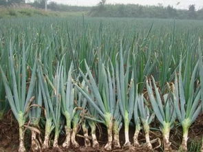 香葱施肥与病虫害防治：揭秘高效种植之道