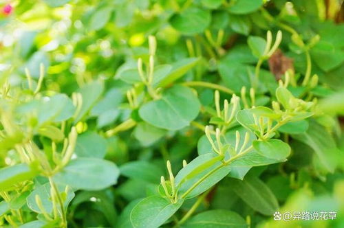 金银花种植技术揭秘：如何培育出高产、高品质的金银花？