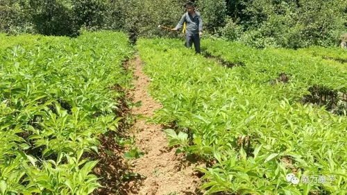 魔芋种植新篇章：揭秘高效种植技术，助力产业升级