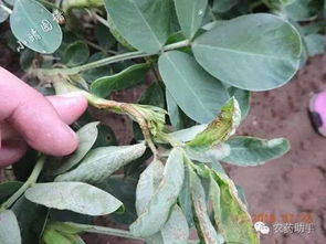 花生病虫害防控攻略：守护丰收的秘密武器