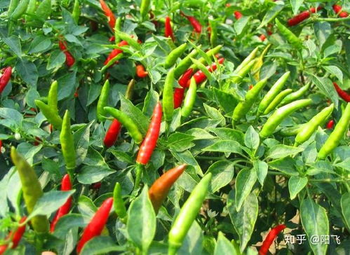 《朝天椒种植全攻略：揭秘高效丰收的秘密武器！》