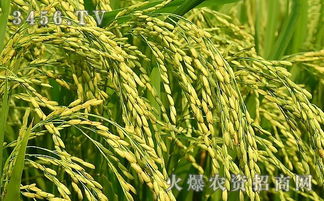 水稻病虫害防治：守护丰收的绿色屏障