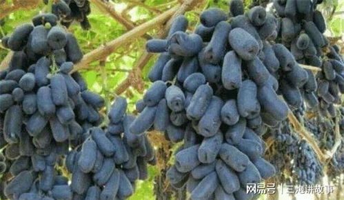 蓝宝石葡萄种植技术：揭秘高品质葡萄的秘密武器