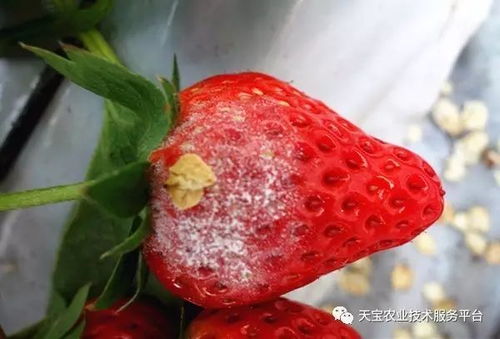 草莓病虫害的隐忧：如何守护甜蜜之果的“健康防线”？