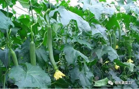 揭秘丝瓜种植：技术与管理的黄金法则