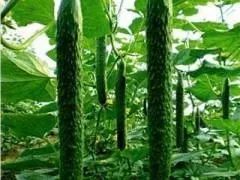 《黄瓜种植：揭秘高效管理之道，提升产量与品质！》