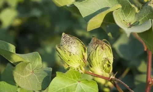 棉花病虫害防治：如何守护丰收的“白金”作物？