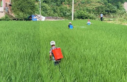 《水稻病虫害防治：挑战与对策——2025年农业资讯解读》