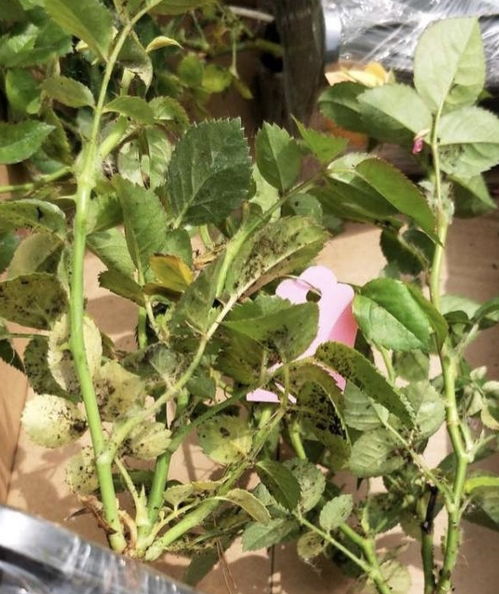 《秋季月季病虫害防控指南：守护花季的秘密武器》