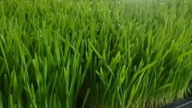芽苗菜种植技术培训：开启绿色农业新篇章