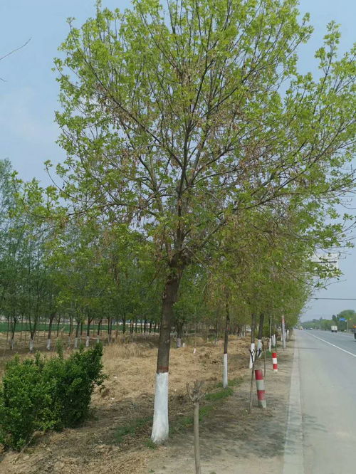 《白蜡树病虫害防治：如何守护城市绿肺的健康？》