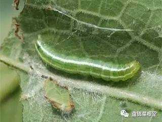 苦瓜病虫害防治，如何守护绿色餐桌的秘密武器？