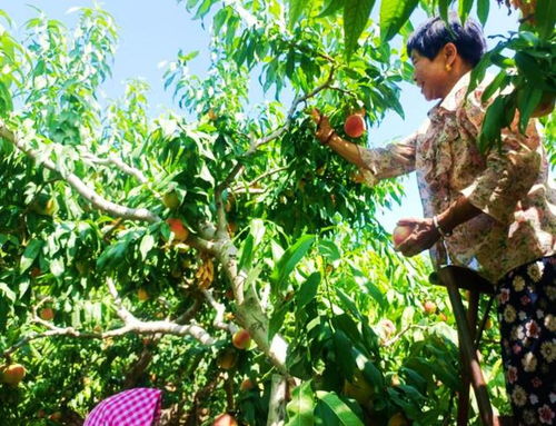 《桃之夭夭：揭秘桃树种植技术与管理新趋势》
