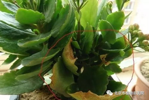 长寿花病虫害识别图解：如何守护您的绿植健康？