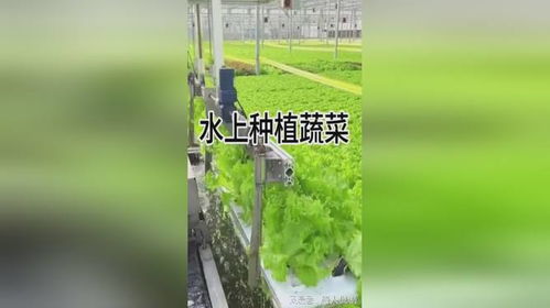 水上种植蔬菜：未来农业的绿色革命？