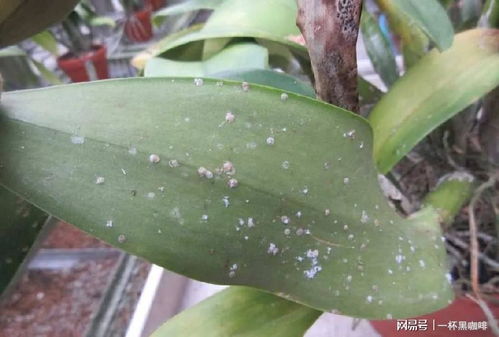 植物病虫害防治攻略：图片识别与科学应对之道