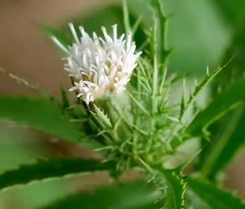 揭秘苍术种植技术：如何打造绿色财富？