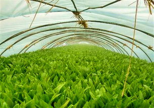 《油麦菜种植攻略：掌握最佳时机，打造健康高产田》