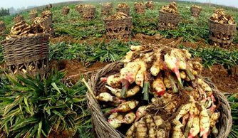 生姜种植新革命：揭秘生姜种植新技术，助您增产增收！