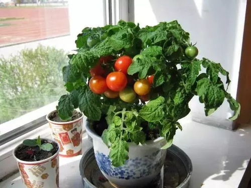 盆栽西红柿种植攻略：轻松在家享受新鲜果实